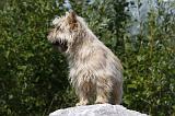CAIRN TERRIER 434
